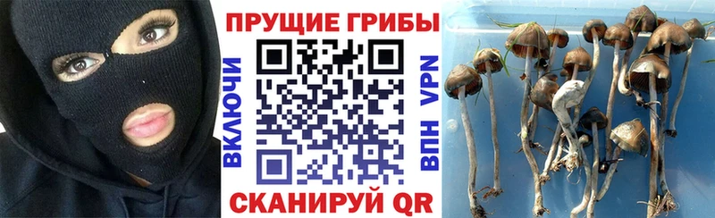 Галлюциногенные грибы Psilocybine cubensis  Купить где  Менделеевск 